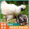 【好鸡炖好汤，汤甜肉也香】伏牛山散养白羽乌鸡1000g/只 顺丰冷链 养足180天 商品缩略图0