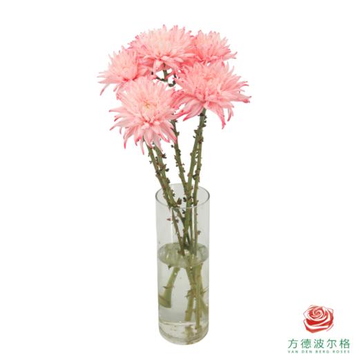 VDB吸色小菊-西瓜红 5枝一扎 商品图4