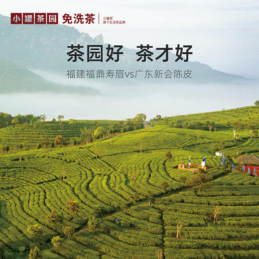 小罐茶园 彩标系列陈皮白茶2.0版 商品图1