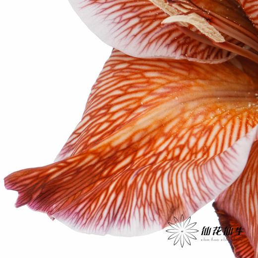 染色剑兰 | 乌焦双色(上色不一,介意慎拍) 商品图5