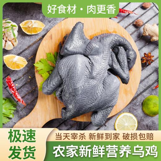 【好鸡炖好汤，汤甜肉也香】伏牛山散养白羽乌鸡1000g/只 顺丰冷链 养足180天 商品图2