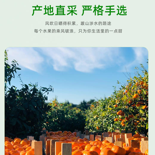 TY节日水果特惠专享——果然有喜【鲜享3.0】 商品图4