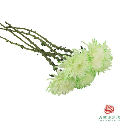 VDB吸色小菊-抹茶绿 5枝一扎 商品图5