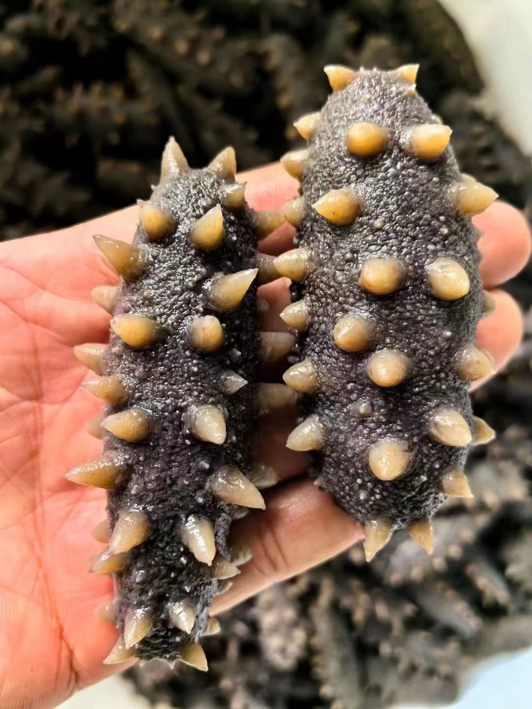 大连鲜食海参 会员专享7头特惠