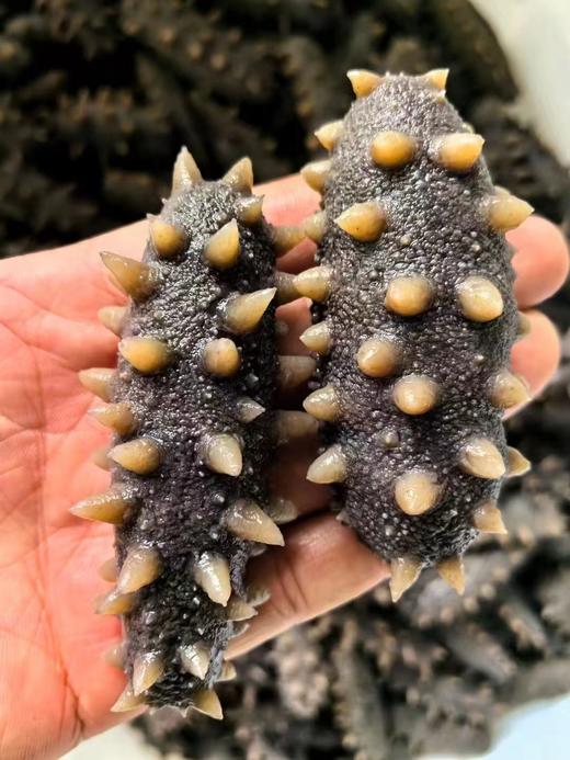 大连鲜食海参 会员专享7头特惠 商品图0