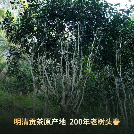 【超级爆款】2023年金奖同知城攸乐200年老树头春357g生饼整提5片 商品图3