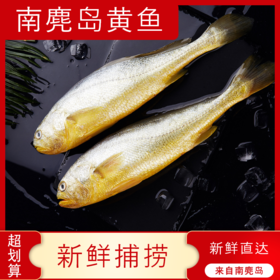 【海鲜】黄鱼岛小黄鱼 3-4两/条