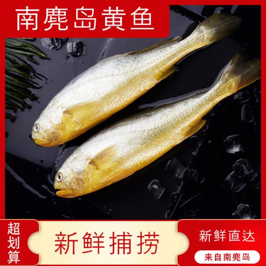 【海鲜】黄鱼岛小黄鱼 3-4两/条 商品图0