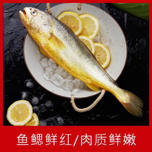 【海鲜】黄鱼岛小黄鱼 3-4两/条 商品图1