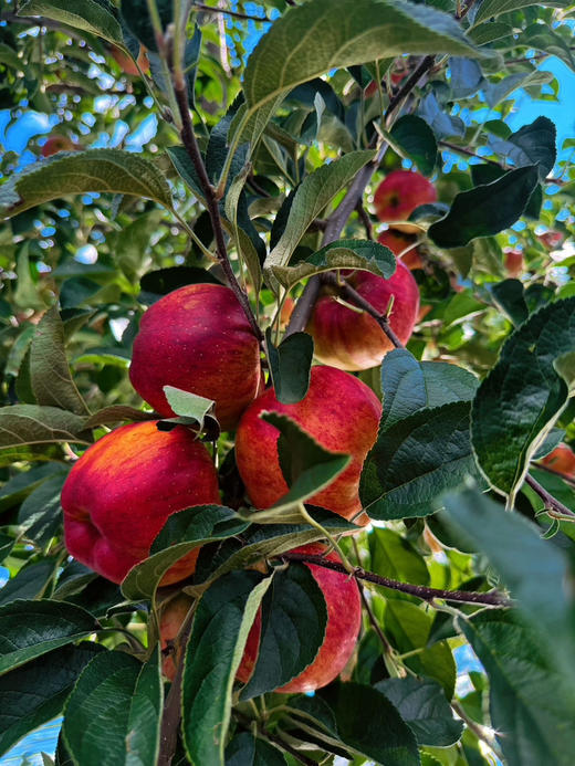 云南昭通红露苹果 ，大部分带糖心，皮薄脆甜，大果70-90，五斤/袋 商品图2