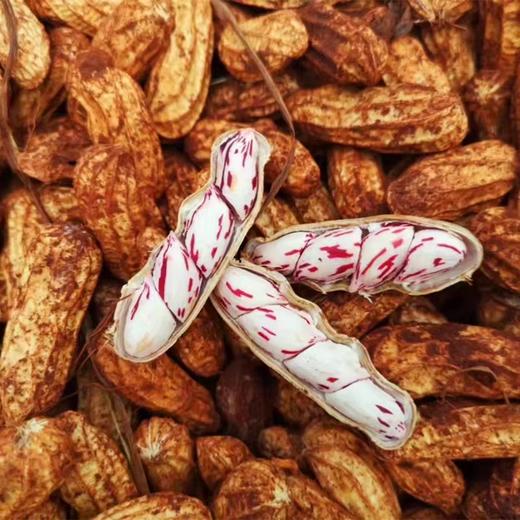 2025新货 云南高原七彩鲜花生 新鲜采摘 带泥带壳发货 商品图1