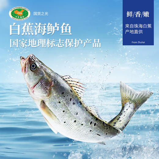 【白蕉海鲈鱼】三去白蕉海鲈鱼1.2kg/1.6kg/2kg四条装 商品图5