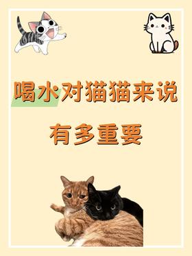 🐱猫猫喝水有多重要❓看完这篇你就懂了❗