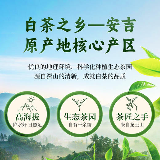 龙王山安吉白茶105克（3克×35） 商品图2