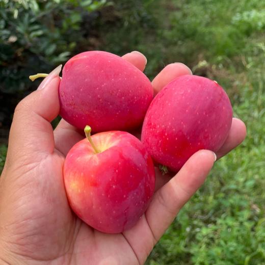 【顺丰快递】正宗新疆伊犁香妃海棠果 鸡心果 冰糖小苹果 当季新鲜水果AWJM 商品图0
