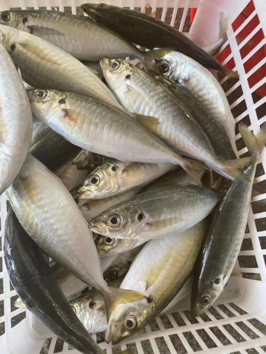 &  东山岛巴浪鱼 大海行走的氨基酸[社会社会]活冻 商品图0