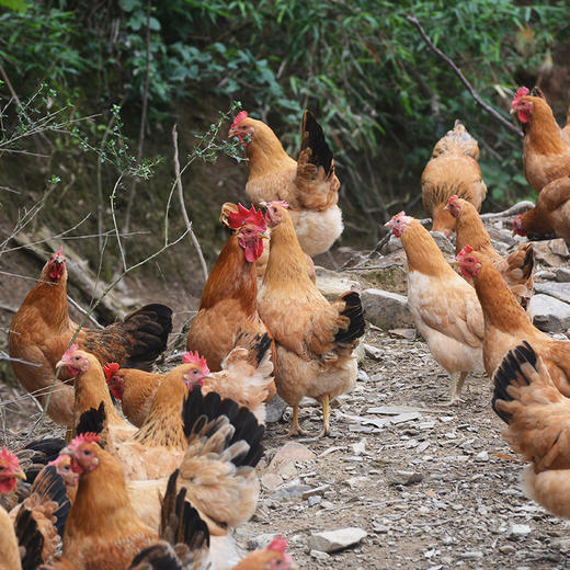 膳本季皖南山林散养【土鸡随心配套餐】 无抗养殖认证 SGS国际权威检测 非笼养示范基地 自然生长的慢速鸡 商品图3