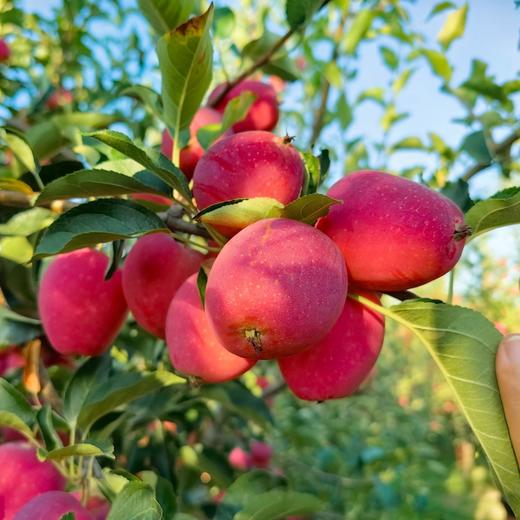 【顺丰快递】正宗新疆伊犁香妃海棠果 鸡心果 冰糖小苹果 当季新鲜水果AWJM 商品图3