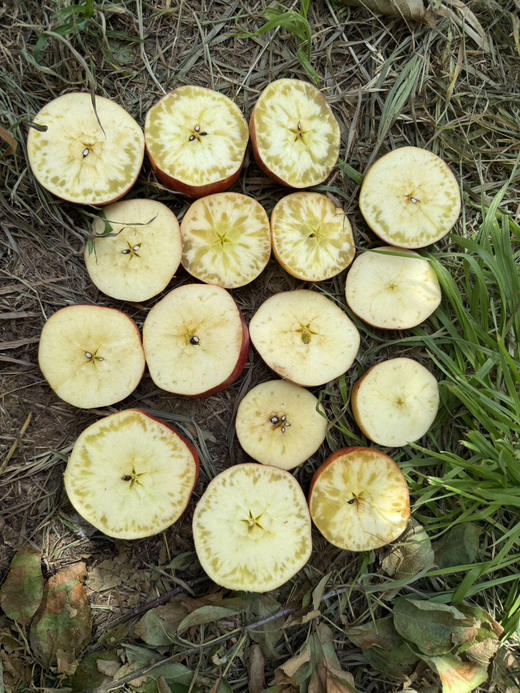 云南昭通红露苹果 ，大部分带糖心，皮薄脆甜，大果70-90，五斤/袋 商品图3