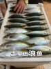 &  东山岛巴浪鱼 大海行走的氨基酸[社会社会]活冻 商品缩略图1