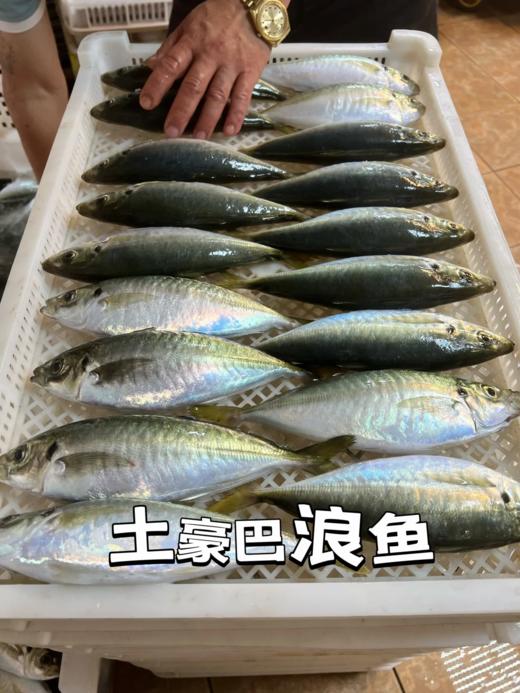 &  东山岛巴浪鱼 大海行走的氨基酸[社会社会]活冻 商品图1