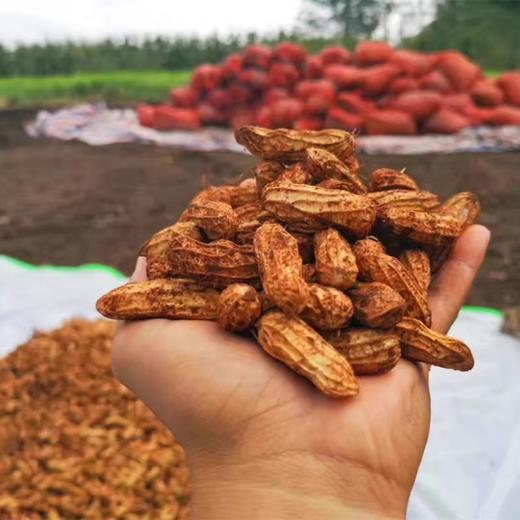 2025新货 云南高原七彩鲜花生 新鲜采摘 带泥带壳发货 商品图6