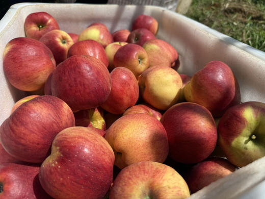 云南昭通红露苹果 ，大部分带糖心，皮薄脆甜，大果70-90，五斤/袋 商品图4