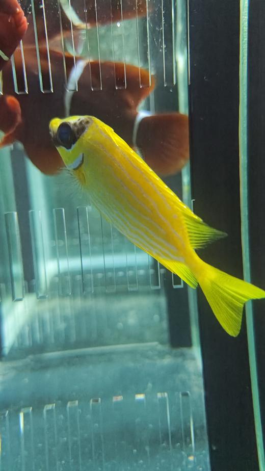 黄斑狐狸/花狐狸 商品图1