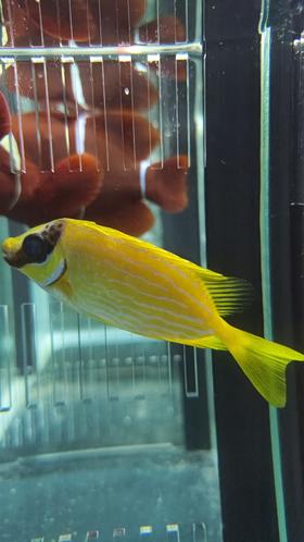 黄斑狐狸/花狐狸