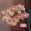 蝴蝶兰 | 鲑鱼（可能有轻微瑕疵不售后，介意慎拍） 商品缩略图0