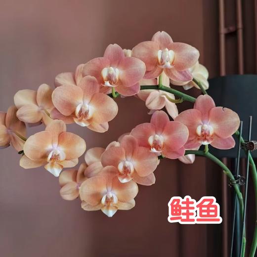 蝴蝶兰 | 鲑鱼（可能有轻微瑕疵不售后，介意慎拍） 商品图0