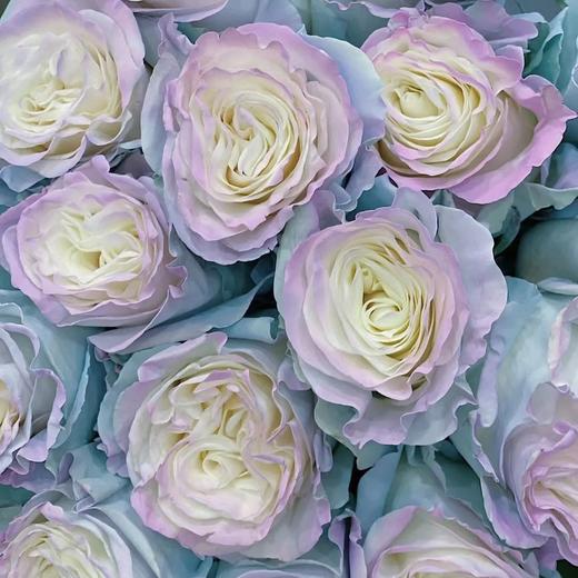 厄瓜多尔进口染色玫瑰Sweet Aurora Bori蓝色欧诺拉10支 商品图3
