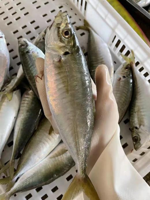 &  东山岛巴浪鱼 大海行走的氨基酸[社会社会]活冻 商品图2