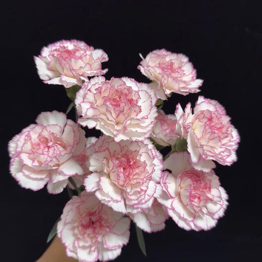 康乃馨.小天使 商品图0