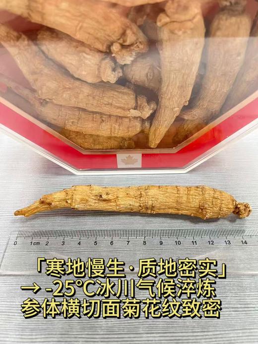 加拿大西洋参五年大原枝 454g礼盒装 每颗25-30克左右 商品图5