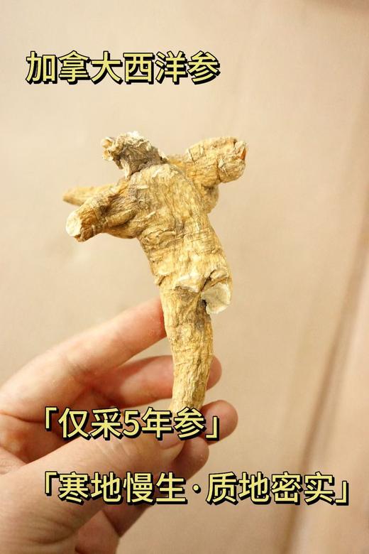 加拿大西洋参五年大原枝 454g礼盒装 每颗25-30克左右 商品图3