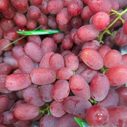 【云南克伦生无籽红提小糖豆】果粉足，超新鲜，嘎嘣脆～一口爆汁。又漂亮又好吃，大补 商品图1