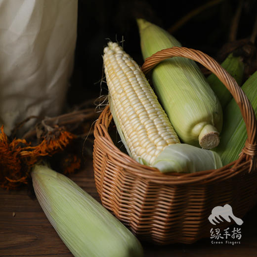 生态浙江甜糯玉米（预售5-7天发货）| 合作生产*Ecological white glutinous corn| Partner Production 商品图3