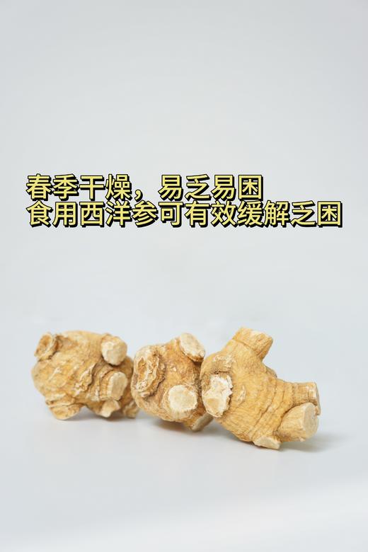 加拿大五年西洋参大圆粒 5g/颗 454g礼盒装 商品图4