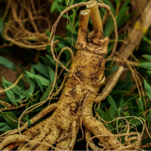 【人参祛皱焕眼霜】30克/瓶 不添加香精，防腐剂，6年边条参 商品图2