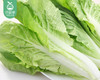 山东新鲜小白菜/1份（约750g） 商品缩略图1