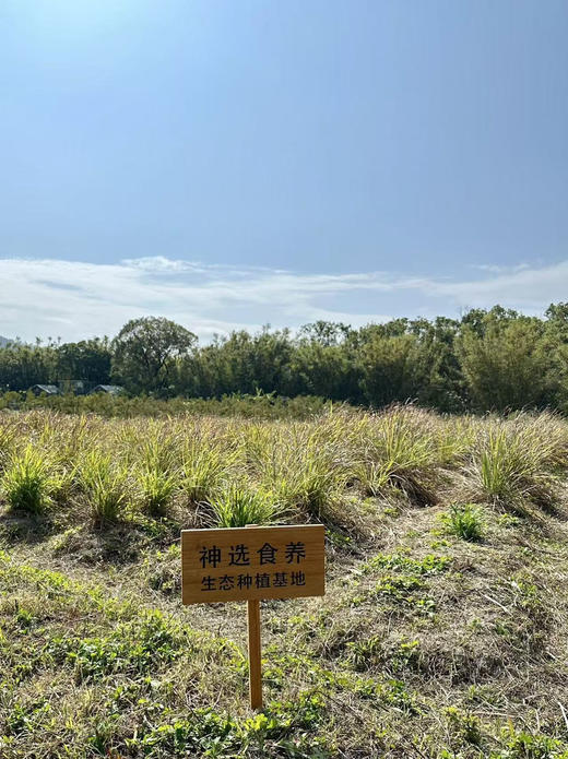 【香茅薄荷】湿热救星｜清新大自然味｜一口进入田野芬芳中｜舒缓压力｜生态种植 0农残除草剂0添加 商品图8