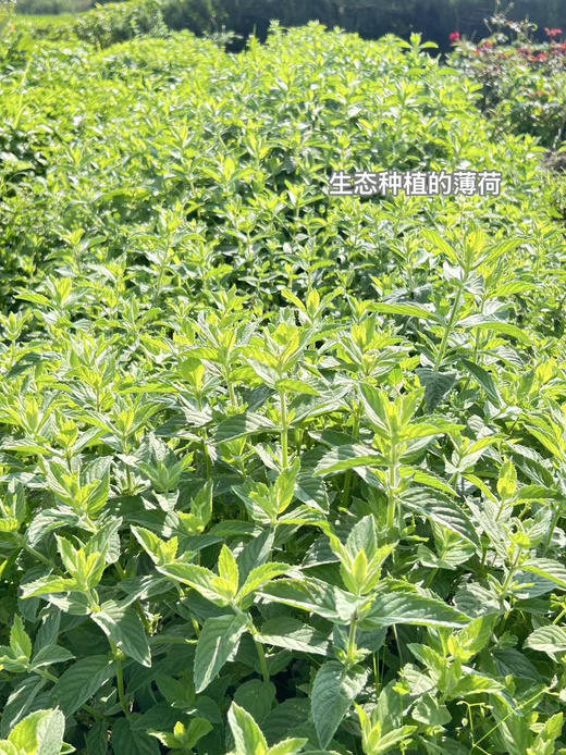 【香茅薄荷】湿热救星｜清新大自然味｜一口进入田野芬芳中｜舒缓压力｜生态种植 0农残除草剂0添加 商品图4
