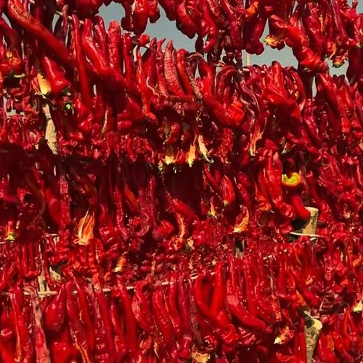 配料干净 原滋原味 | 亩育万物新疆伊犁肉辣皮子 厨房食材调味干辣椒蔬菜  300g/袋 商品图7