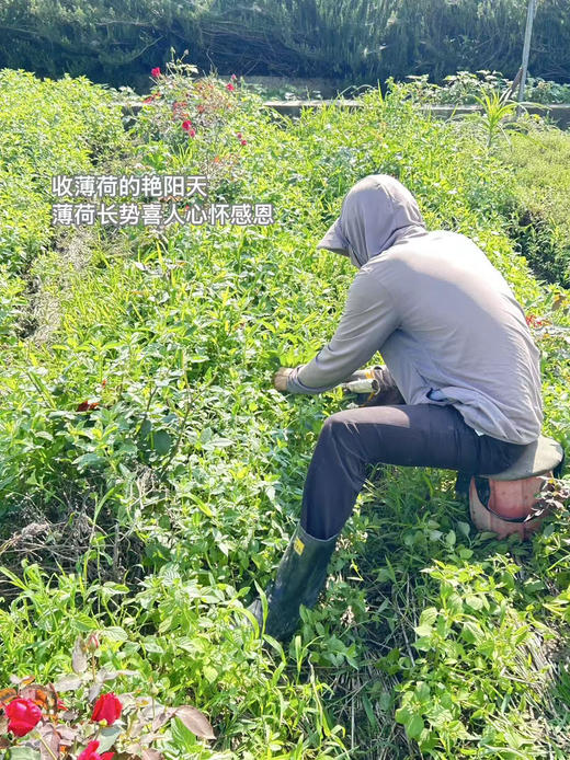 【香茅薄荷】湿热救星｜清新大自然味｜一口进入田野芬芳中｜舒缓压力｜生态种植 0农残除草剂0添加 商品图6