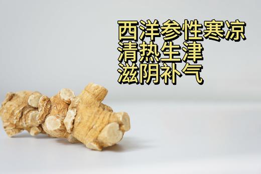 加拿大五年西洋参大圆粒 5g/颗 454g礼盒装 商品图5