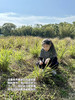 【香茅薄荷】湿热救星｜清新大自然味｜一口进入田野芬芳中｜舒缓压力｜生态种植 0农残除草剂0添加 商品缩略图7