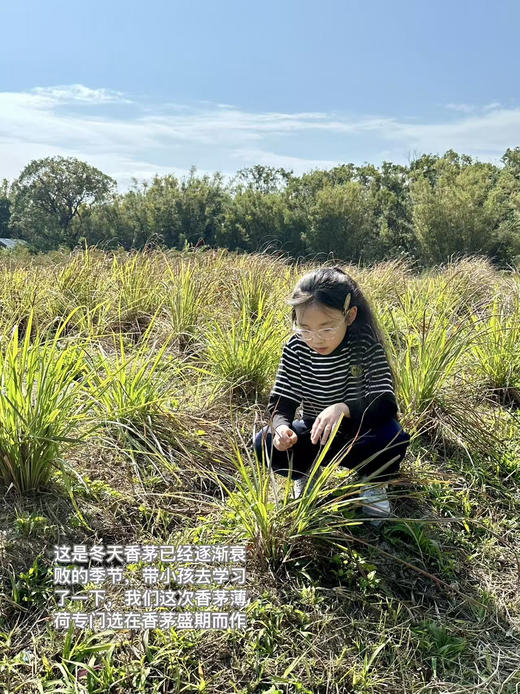 【香茅薄荷】湿热救星｜清新大自然味｜一口进入田野芬芳中｜舒缓压力｜生态种植 0农残除草剂0添加 商品图7