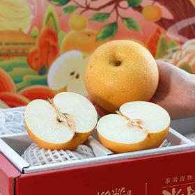 【秋天的第一口清甜 秋月梨】清脆甘甜 汁水丰富 果大肉白 核小无渣 金秋食梨