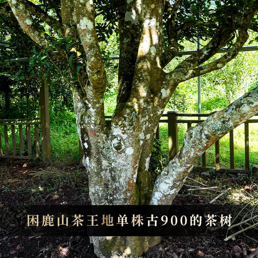 【圣兽黄龙】圣兽系列蕞后一款，售空再无圣兽系列，2020年古树春茶普洱茶区，神兽事业部出品，357克/饼，7饼 /提 商品图6